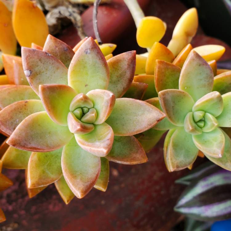 plant image 1307324 plant image 1307324