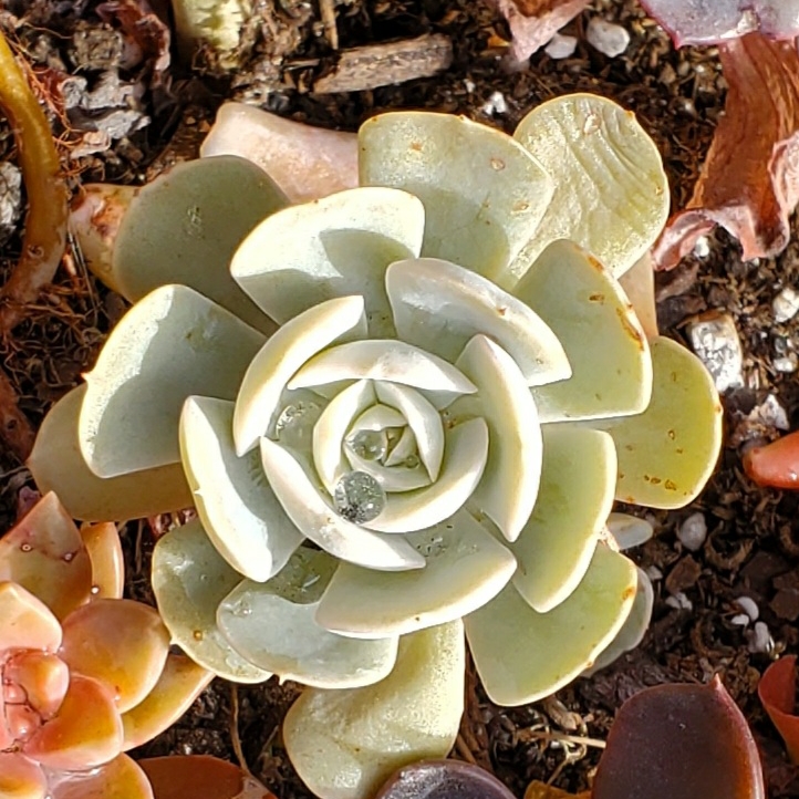 plant image 1433203 plant image 1433203