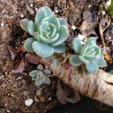 Echeveria Secunda