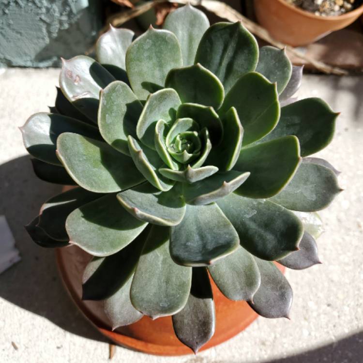 plant image 1439746