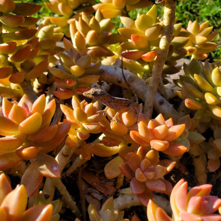 plant image 1446325 plant image 1446325
