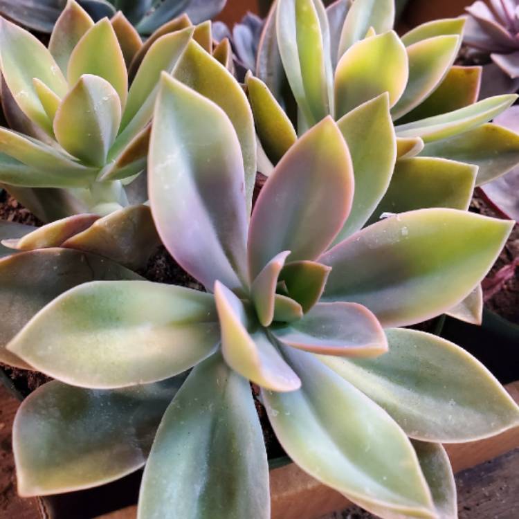 Plant image xGraptoveria Fred Ives Variegated Form