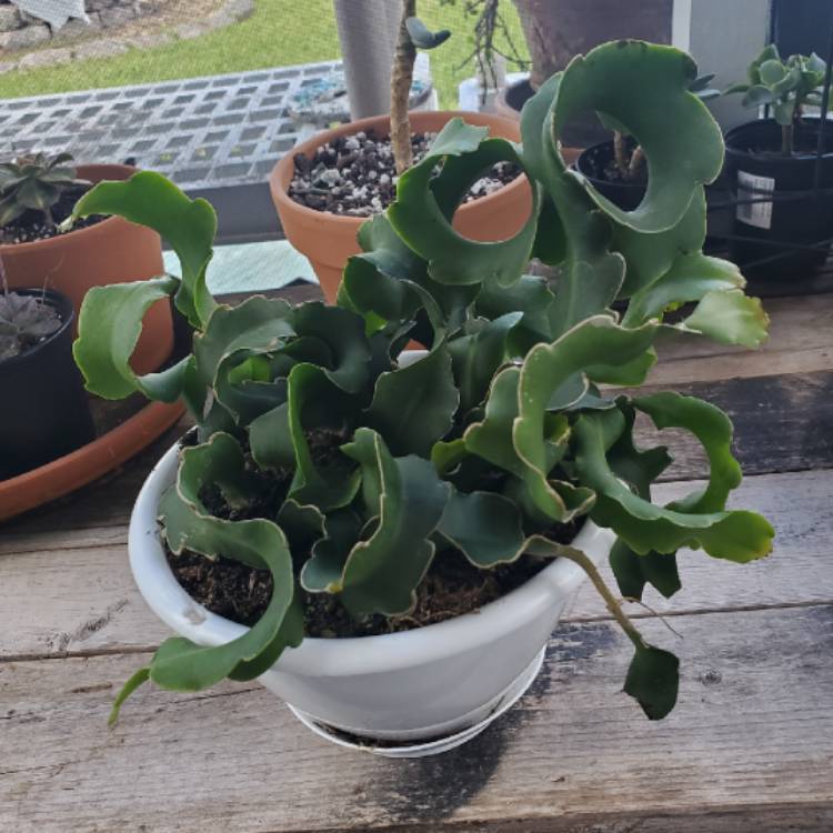 Plant image Epiphyllum Guatemalense Monstrose