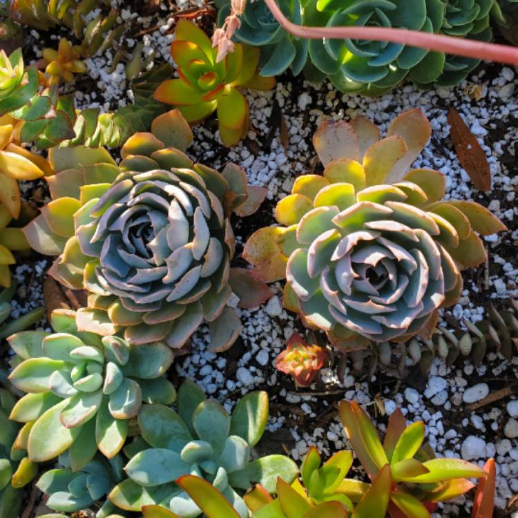 plant image 1449018