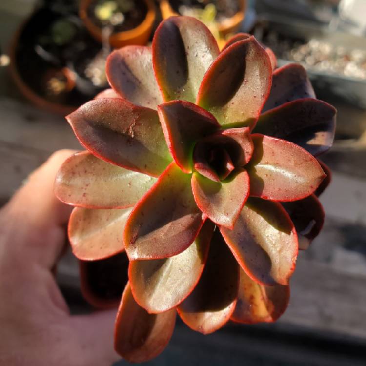 plant image 1449364