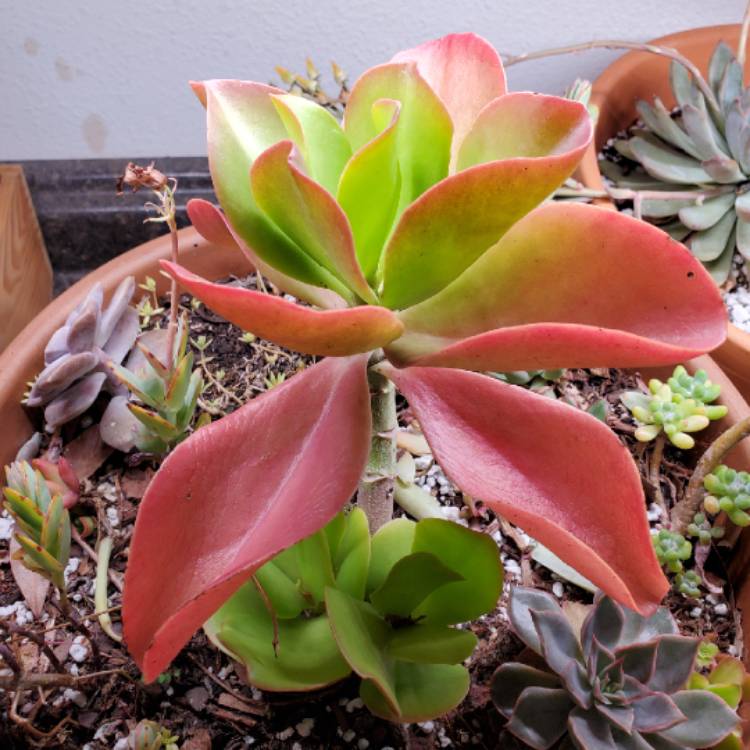 Plant image Kalanchoe Dragonfire