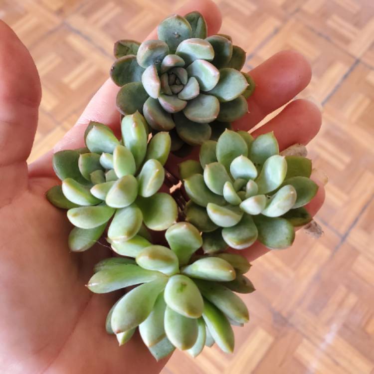 Plant image x Pachyveria Claire