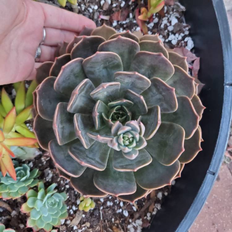 plant image 1483580