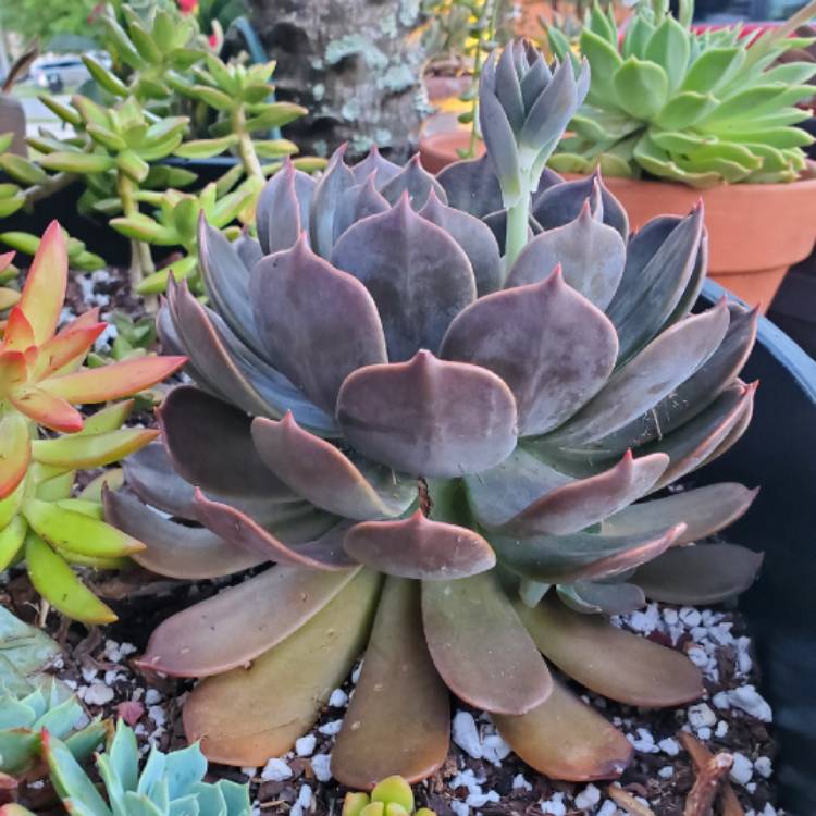 plant image 1483581