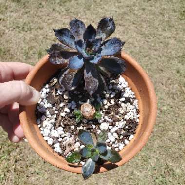 Echeveria Dark Moon