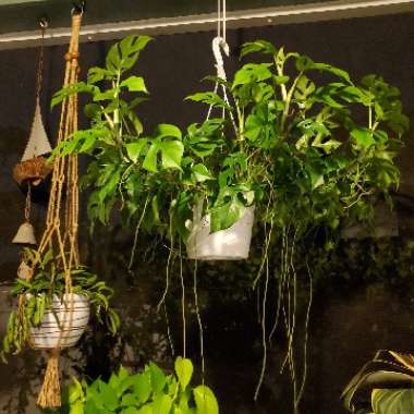 Rhaphidophora tetrasperma syn. Philodendron 'Piccolo', Philodendron 'Ginny', Monstera 'Minima', Philodendron 'Minima'
