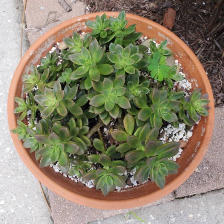 Plant image xSedeveria Sorrento
