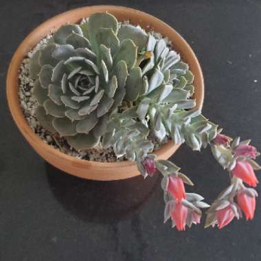 Echeveria Subsessilis 'Morning Beauty'