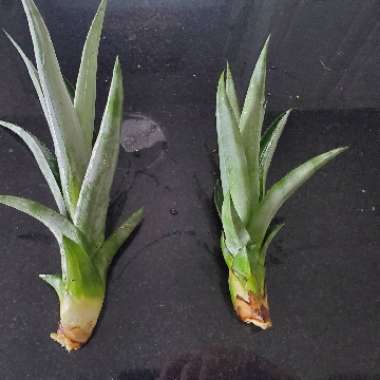 Ananas comosus