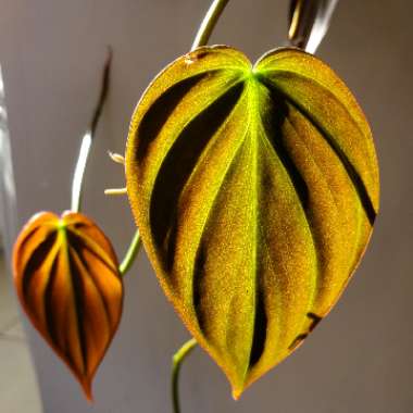Philodendron micans