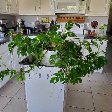 Rhaphidophora tetrasperma syn. Philodendron 'Piccolo', Philodendron 'Ginny', Monstera 'Minima', Philodendron 'Minima'