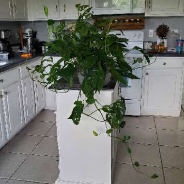 Monstera adansonii