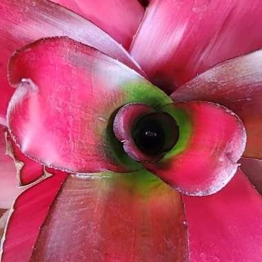 Neoregelia 'Magali'