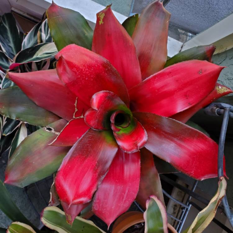 plant image 1540965