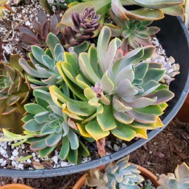 Graptoveria Jules