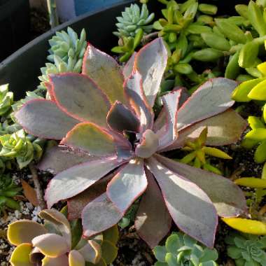 Echeveria Afterglow