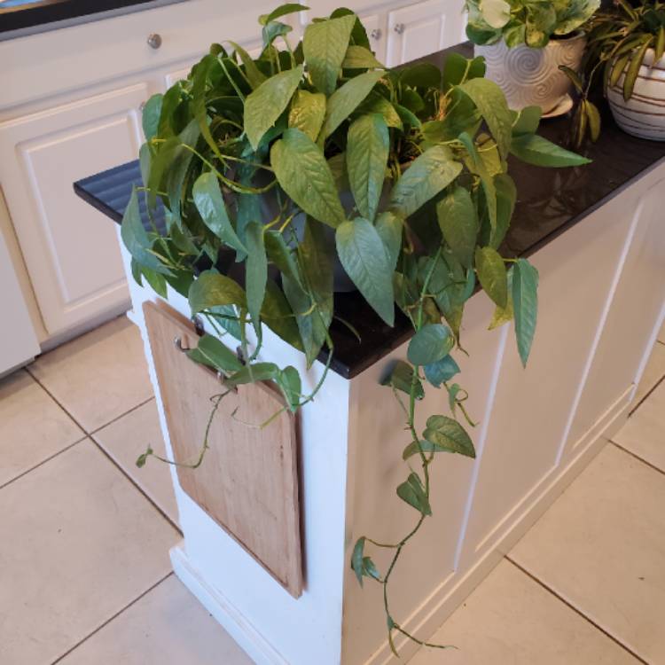plant image 1566833