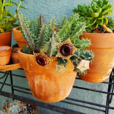 Huernia Zebrina