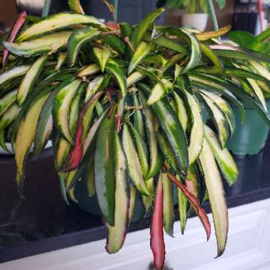 Hoya Kentiana Variegata