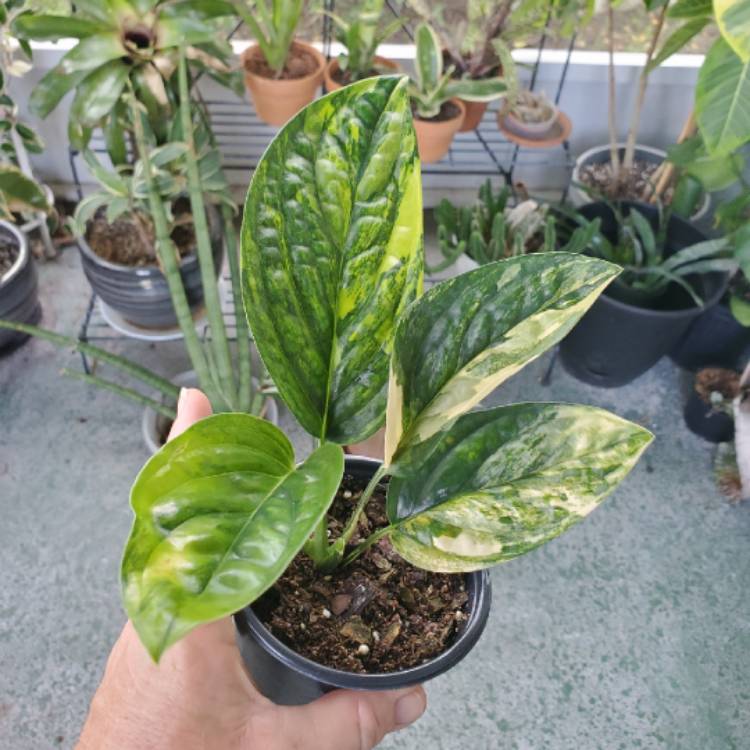 plant image 1621001