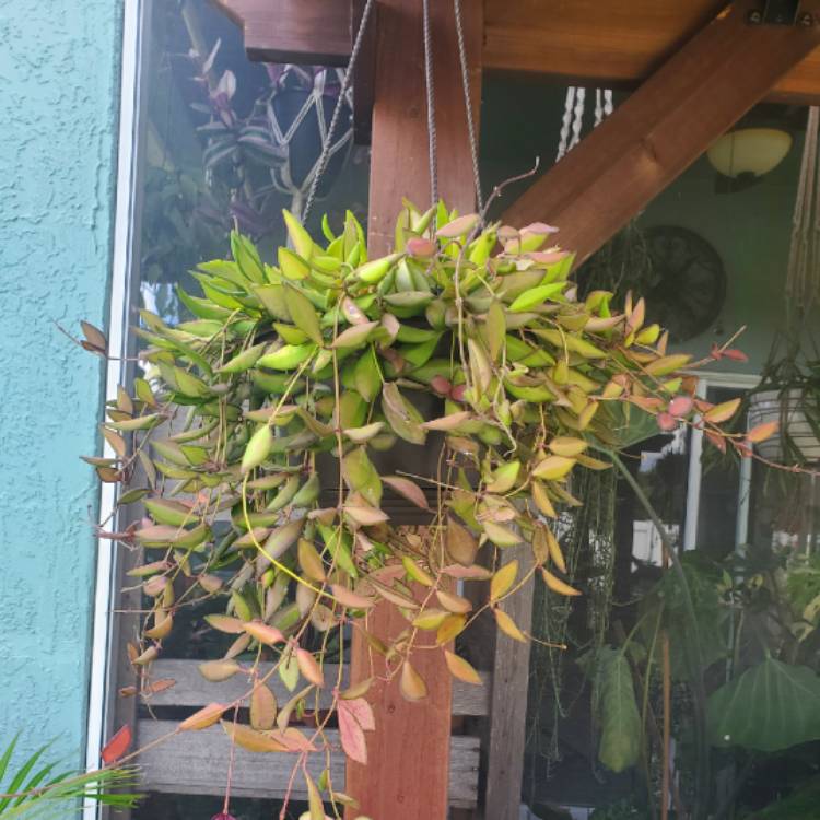 Plant image Hoya burtoniae