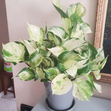 Epipremnum aureum 'Manjula' syn. Epipremnum aureum 'Happy Leaf'