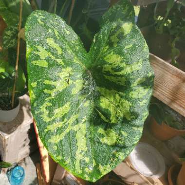 Alocasia 'Hilo Beauty'