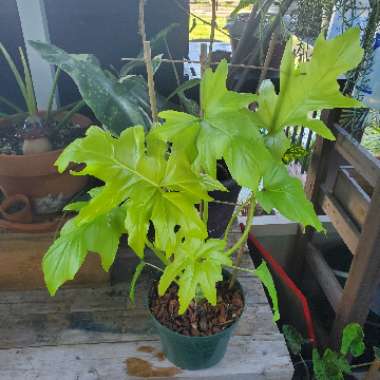 Philodendron Warscewiczii 