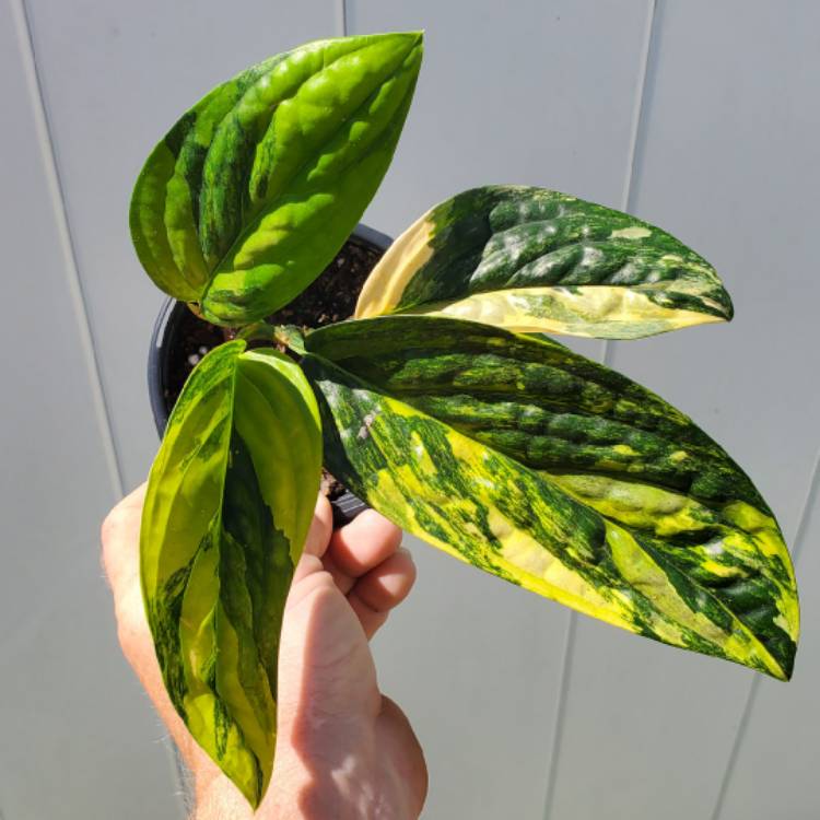 plant image 1633743