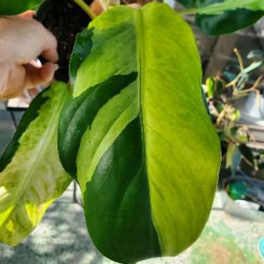 Philodendron 'Thai Sunrise'