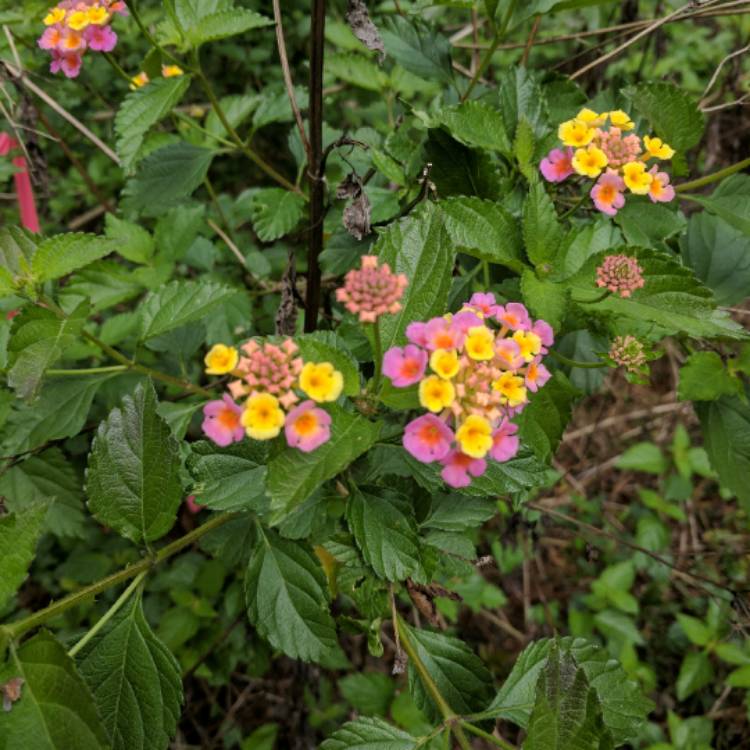 plant image 327708