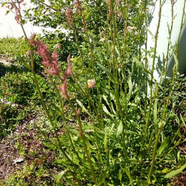 Ray's garden
