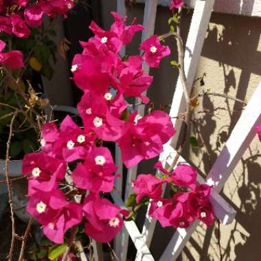 Bougainvillea