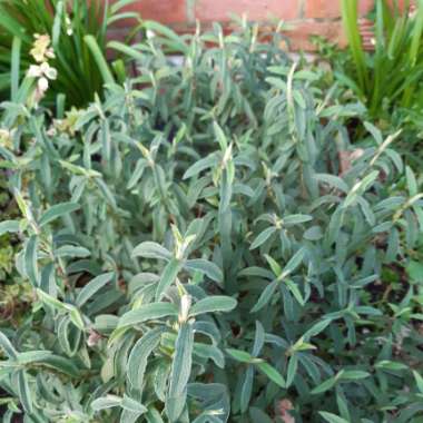 Shirley's garden