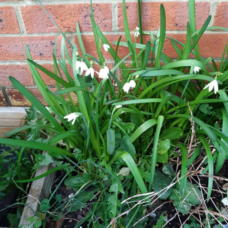 Plant image Leucojum