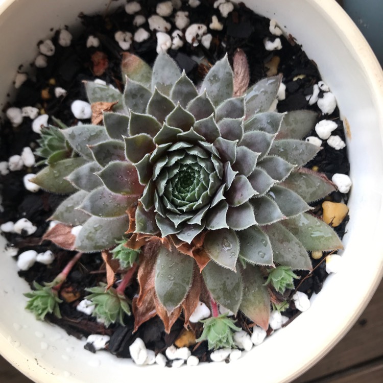 plant image 1229522