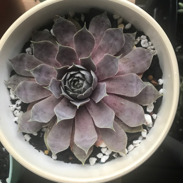 Plant image Sempervivum Reward