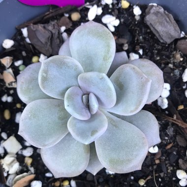 Graptoveria 'Margaret Rose'
