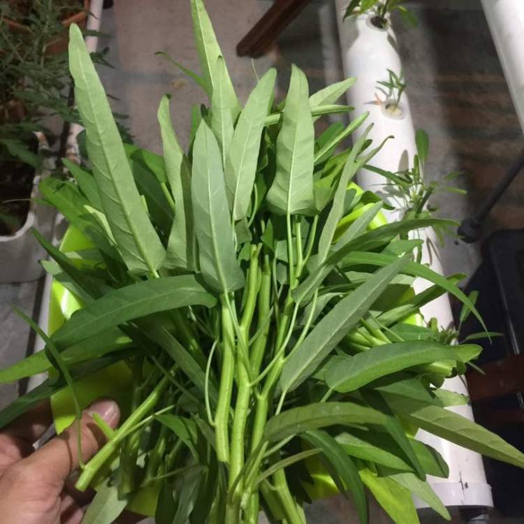 plant image 540367