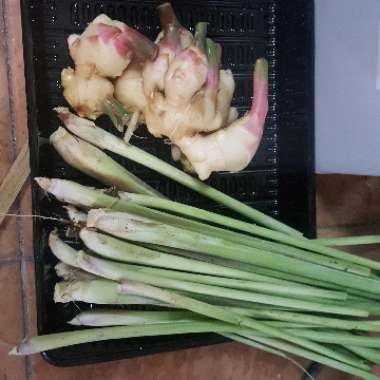 Lemon Grass
