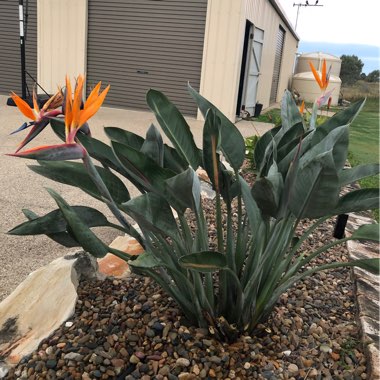 Bird Of Paradise