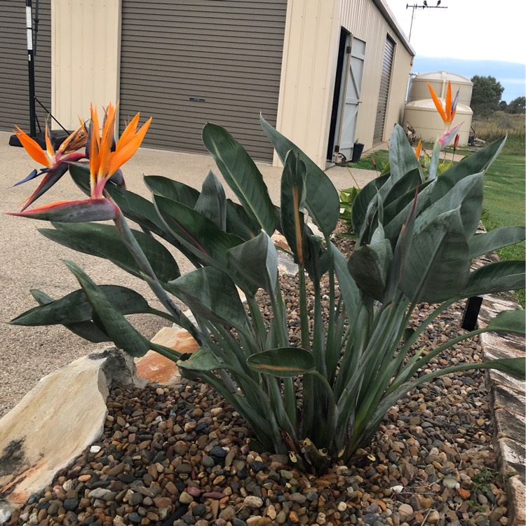 plant image 1108675