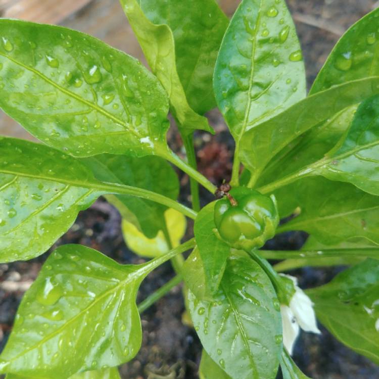plant image 375255