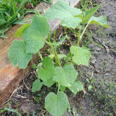 Cucumber