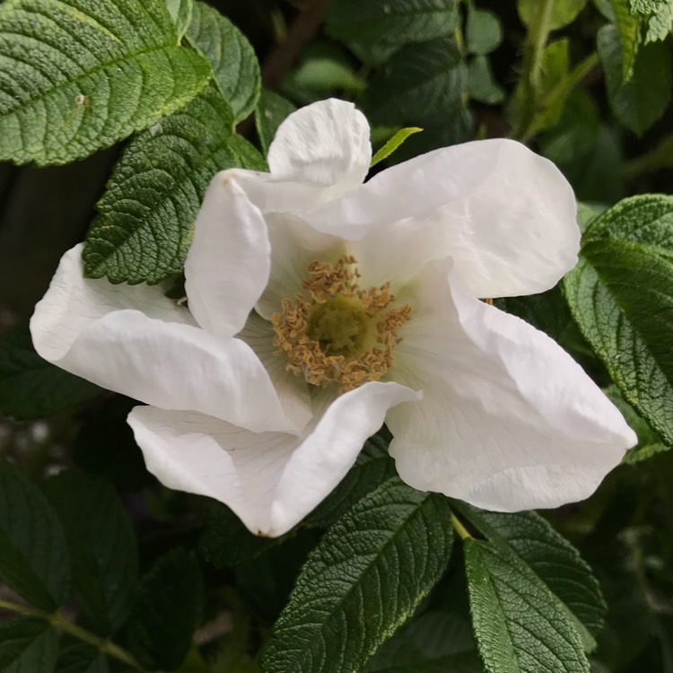 Plant image Rosa rugosa 'Alba'